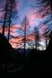 12 novembre 2006, ore 17. Il tramonto fra i larici di Selva.